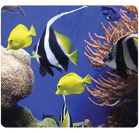 Fellowes Under The Sea (5909301) Fellowes Under The Sea (5909301)